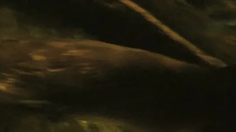 Australia - Platypus Stock Footage 14809183