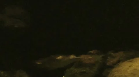 Australia - Platypus Vídeo Stock 14809190