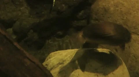 Australia - Platypus Stock Footage 14809204