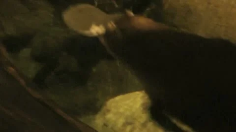 Australia - Platypus Видео 14809277