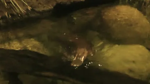 Australia - Platypus Видео 14809285