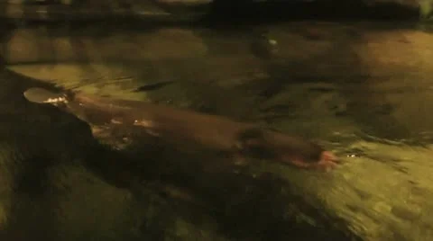 Australia - Platypus Stock Footage 14809299