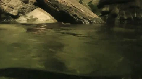 Australia - Platypus Stock Footage 14809325