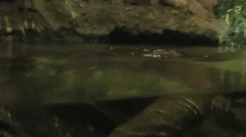 Australia - Platypus Stock Footage 14809330