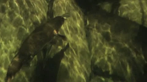 Australia - Platypus Vídeo Stock 14809332