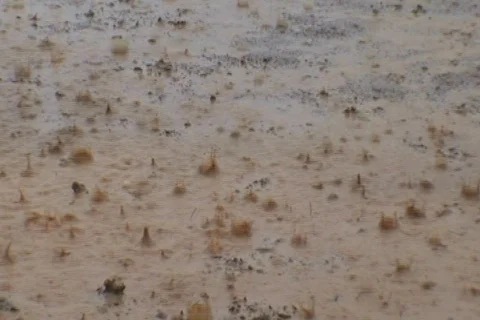 AUSTRALIA-RAIN 1 Stock Footage 570224