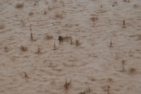 AUSTRALIA-RAIN 2 Stock Footage 569997