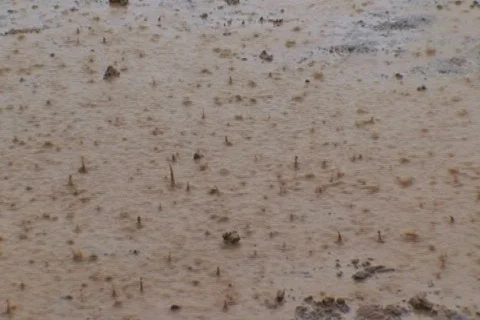 AUSTRALIA-RAIN 3 Vídeo Stock 570076