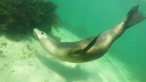 Australia Sea Lion Stock Footage 80910496
