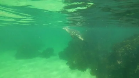 Australia Sea Lion Vidéo 80910588