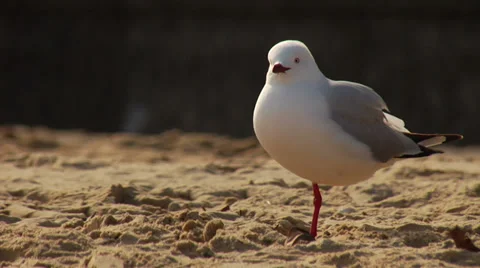 Australia - seagull Stock Footage 34486147