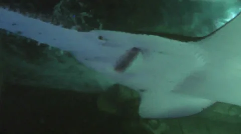 Australia - Shark Stock Footage 39588551