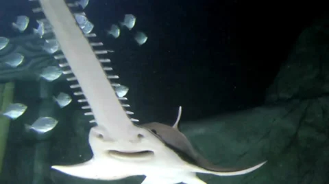 Australia - Shark Stock Footage 39588552