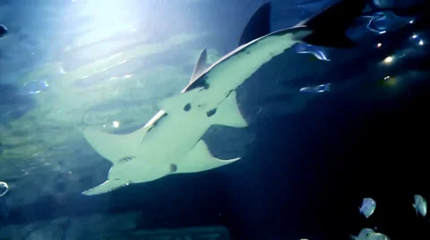 Australia - Shark Stock Footage 39588629