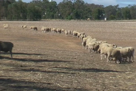 AUSTRALIA-SHEEP 1 Stock Footage 454382