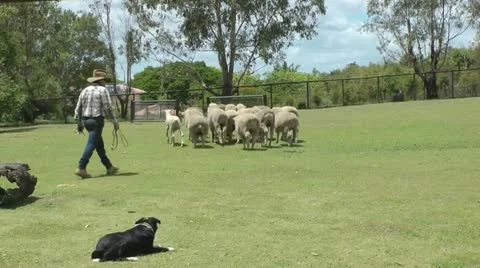 Australia - sheep herding Vídeo Stock 14808726