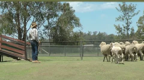 Australia - sheep herding 動画素材 14808911