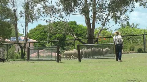 Australia - sheep herding Video stock 14808918