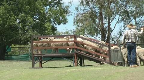 Australia - sheep herding Stock Footage 14808983