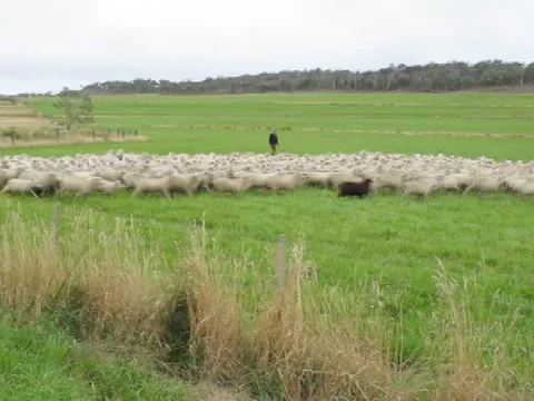 AUSTRALIA-SHEEP-MOB 1 Vidéo 1068648