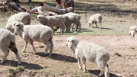 Australia Sheep on Road Stock Footage 137569952