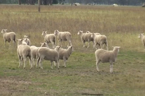 AUSTRALIA-SHEEP-RUN 1 Stock Footage 728331