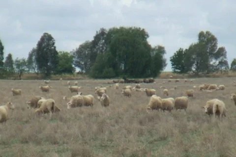 AUSTRALIA-SHEEP-WALKING 1 Stock Footage 628903