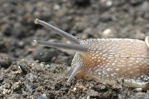 AUSTRALIA-SNAIL 1 Stock Footage 303239