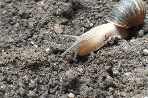 AUSTRALIA-SNAIL 2 Stock Footage 303300