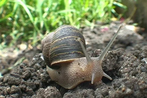 AUSTRALIA-SNAIL 3 Stock-Footage 303276