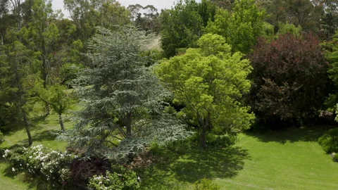 Australia South Australia Mt Lofty Ranges Hans Heysen Cedars Garden Drone Stock Footage 236334053