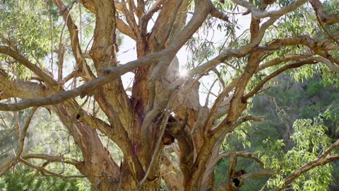 Australia South Australia Mt Lofty Ranges  Native Tree Trunk Texture Bush Stock Footage 236345448