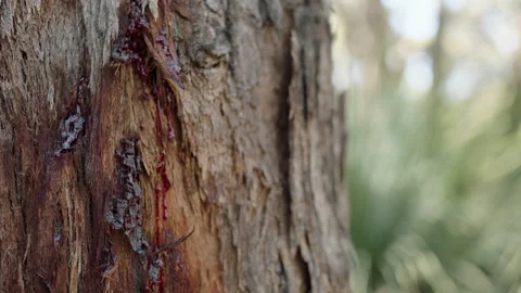 Australia South Australia Stringybark Loop Tree Trunk Red Resin Stock Footage 235959625