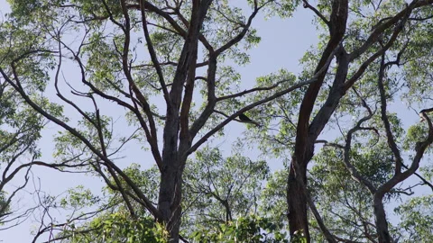 Australia South Australia Stringybark Loop Black Cockatoos Stock Footage 235960054