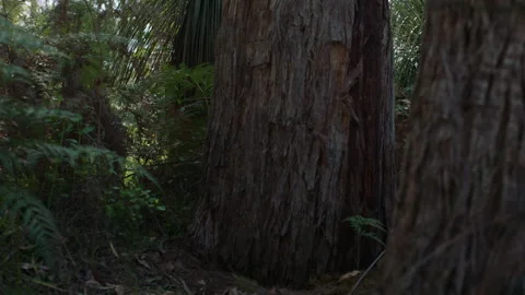 Australia South Australia Stringybark Loop Tree Trunk Bush Stock Footage 235960159