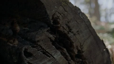 Australia South Australia Stringybark Loop Dead Tree Trunk Moss Bush Stock Footage 235960195