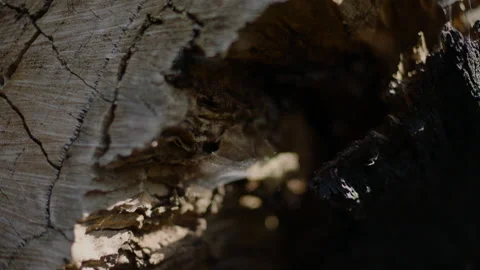 Australia South Australia Stringybark Loop Dead Tree Trunk Spider Web Bush Stock Footage 235960239