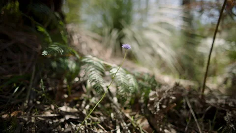 Australia South Australia Stringybark Loop Tree Trunk Bush Flower Wild Native Stock Footage 235961244