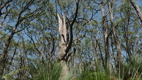 Australia South Australia Stringybark Loop Tree Trunk Bush Grass Native Look Stock Footage 235962218