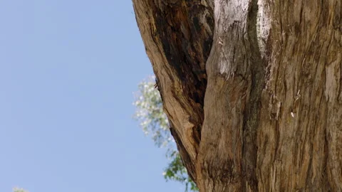 Australia South Australia Stringybark Loop Tree Trunk Insects Flying Native Stock Footage 235963810
