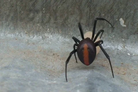 AUSTRALIA-SPIDER-RED BACK 2 Stock-Footage 311802