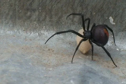 AUSTRALIA-SPIDER-RED BACK 3 Vidéo 312045