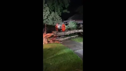Australia: Storm Downs Tree In Melbourne Stock Footage 283368274