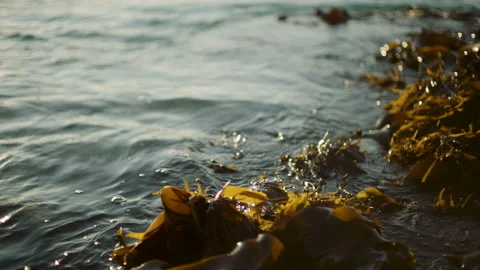 Australia Tasmania Sloop Reef Algae Floating Rock Gentle Waves Stock Footage 235876036