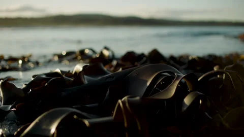 Australia Tasmania Sloop Reef Algae Floating Rock Gentle Waves Stock Footage 235879302