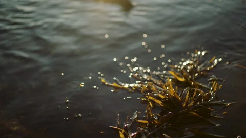 Australia Tasmania Sloop Reef Algae Floating Rock Shore Line Gentle Wave Stock Footage 235880834