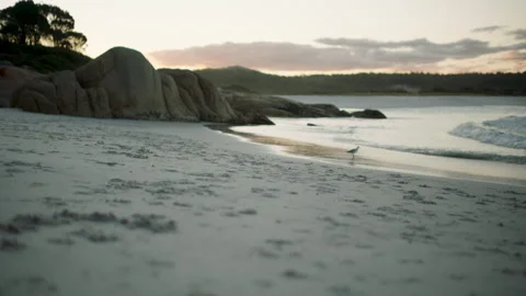 Australia Tasmania Sloop Reef Beach Bird Waves Sunrise Stock Footage 235875933