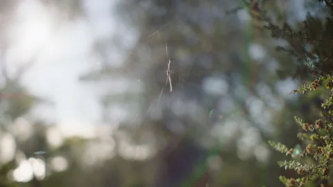 Australia Tasmania Sloop Reef Spiderweb Bush Brunch Stock Footage 235869827