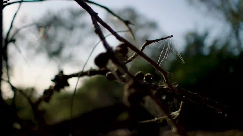 Australia Tasmania Sloop Reef Spiderweb Bush Brunch Stock Footage 235872750