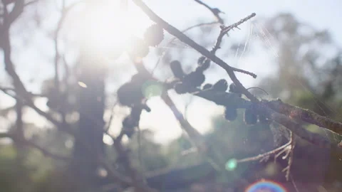 Australia Tasmania Sloop Reef Spiderweb Bush Brunch Stock Footage 235877914
